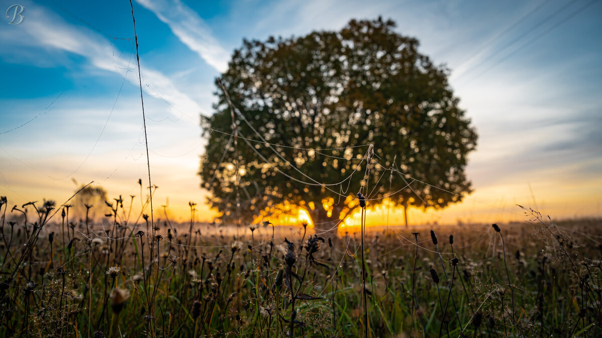 Паутина. - Валерий 