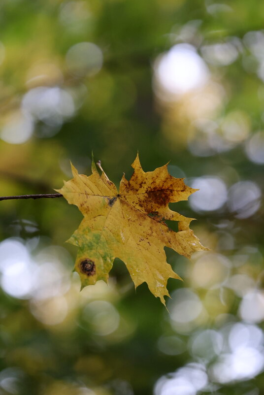 На свету. - Александр Кондаков