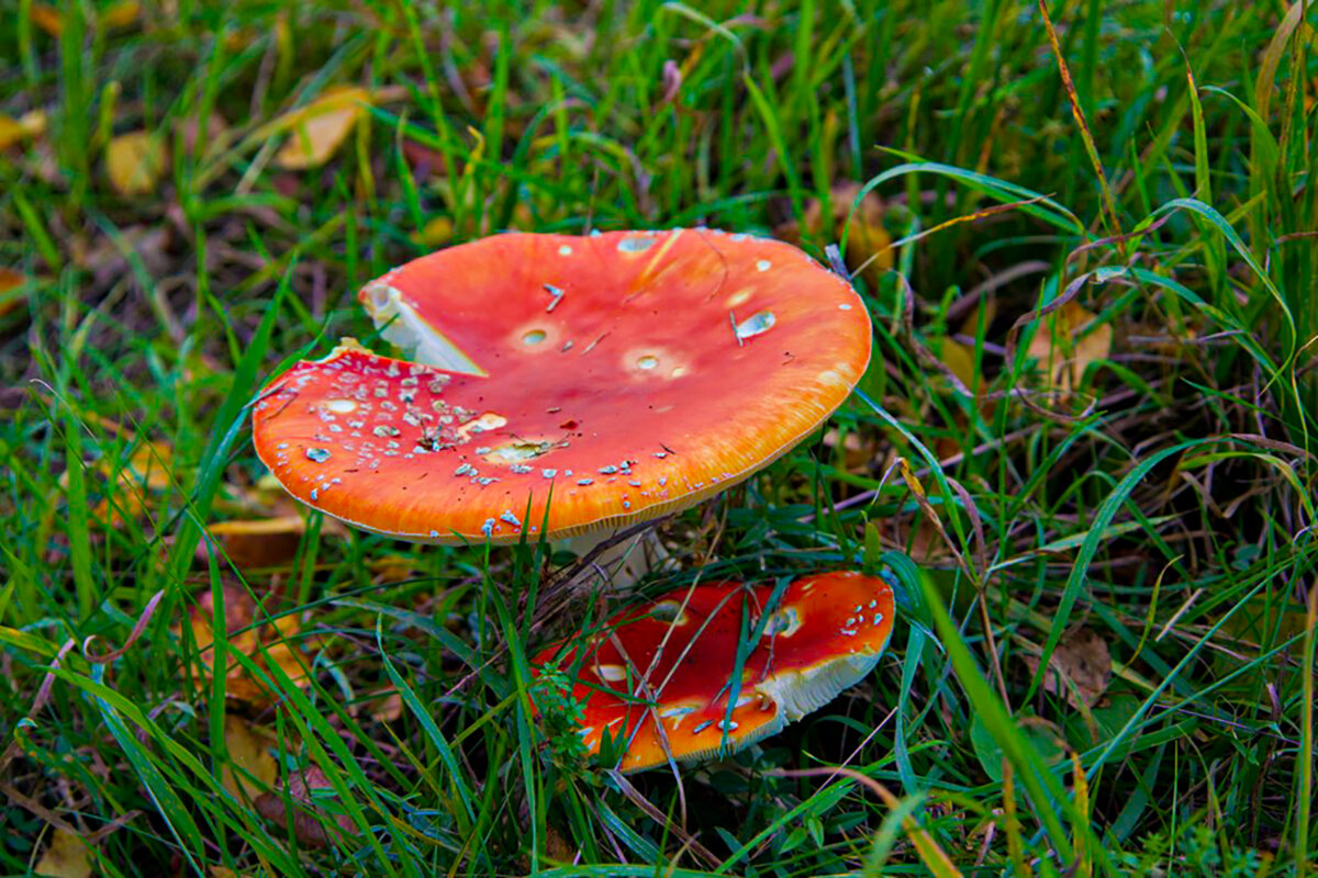 Красавец мухомор. - Lucy Schneider 