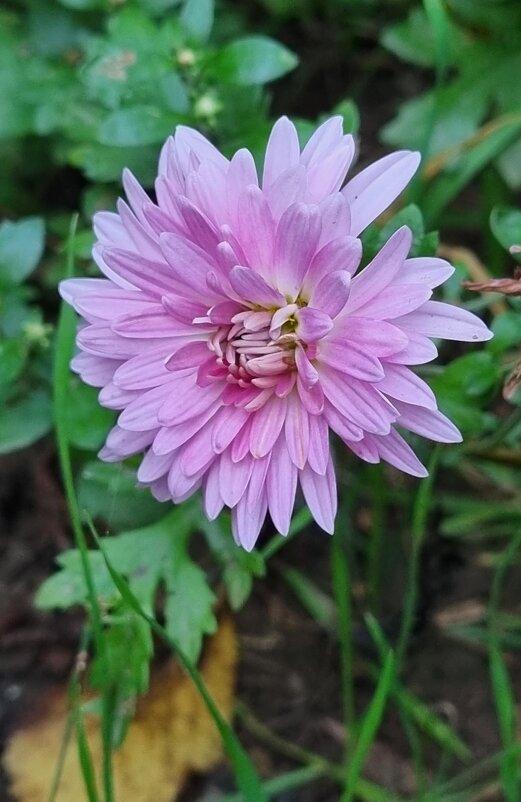 Нежно-розовая... - Наталья 