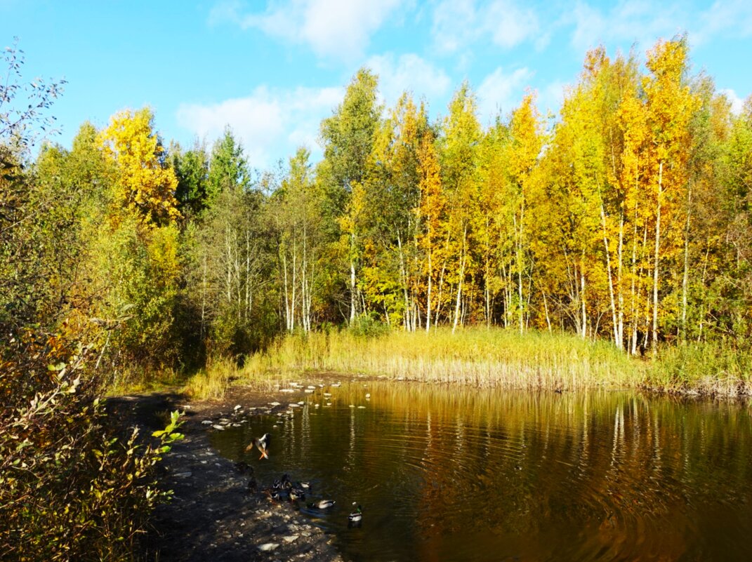 Осень в городе - Aida10 