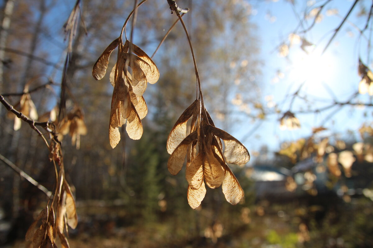Осень - Евгения Каравашкина