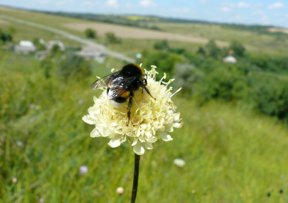 Мохнатый шмель - Елена Елена