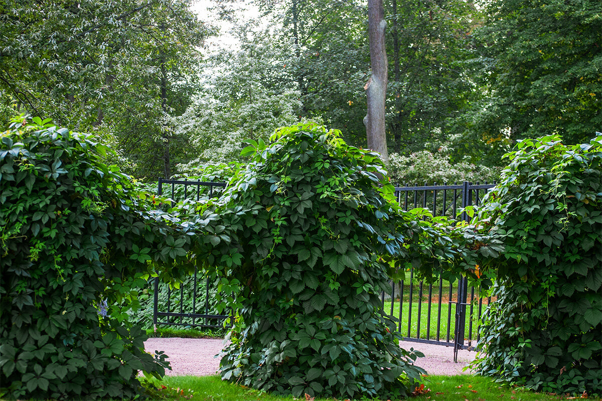 Кустовая дружба - Светлана Никитина Кустовая дружба - Светлана Никитина