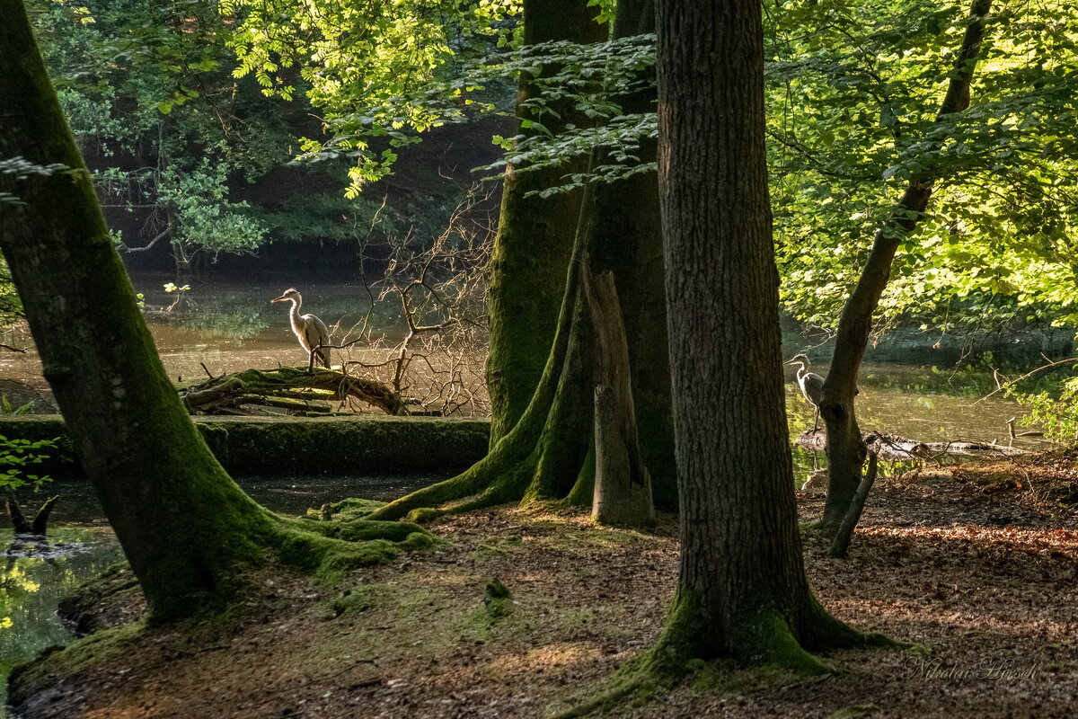 В ожидании... - Николай Гирш