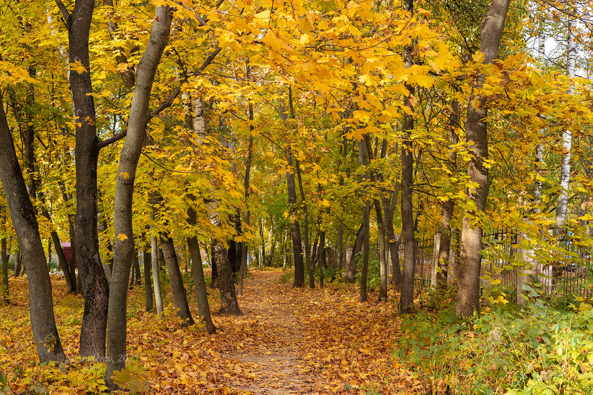 В осень - Александр Синдерёв В осень - Александр Синдерёв