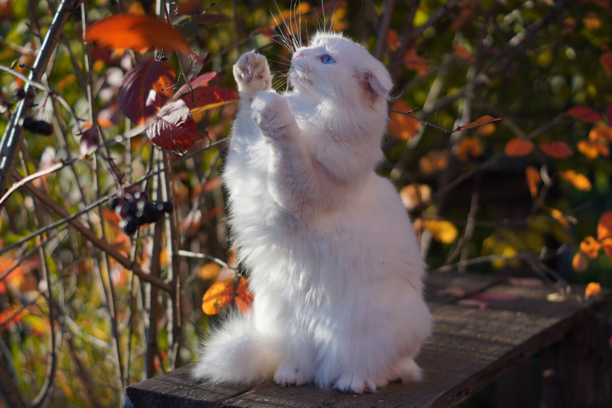 А я и так умею - Сергей Ц