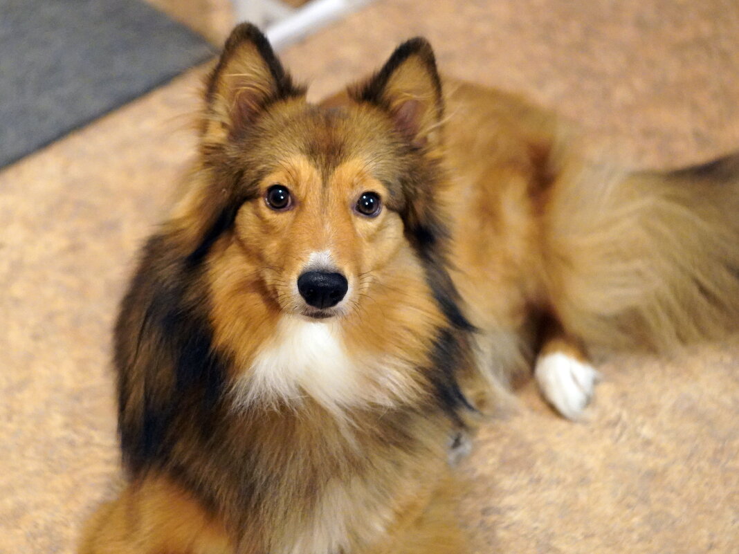 Шарик - Павел Трунцев Шарик - Павел Трунцев