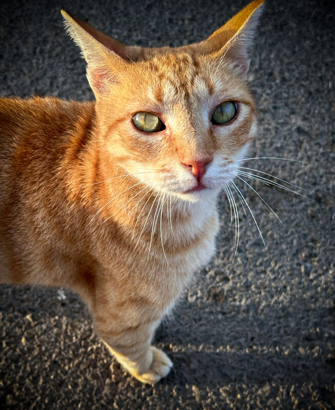 Любимый бездомный кот моей знакомой трёхцветной бездомной кошки - Александр Деревяшкин Любимый бездомный кот моей знакомой трёхцветной бездомной кошки - Александр Деревяшкин