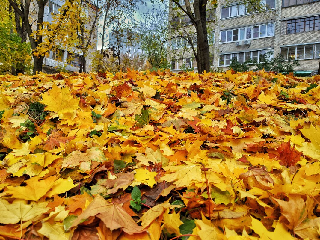 ***** - Алексей Архипов