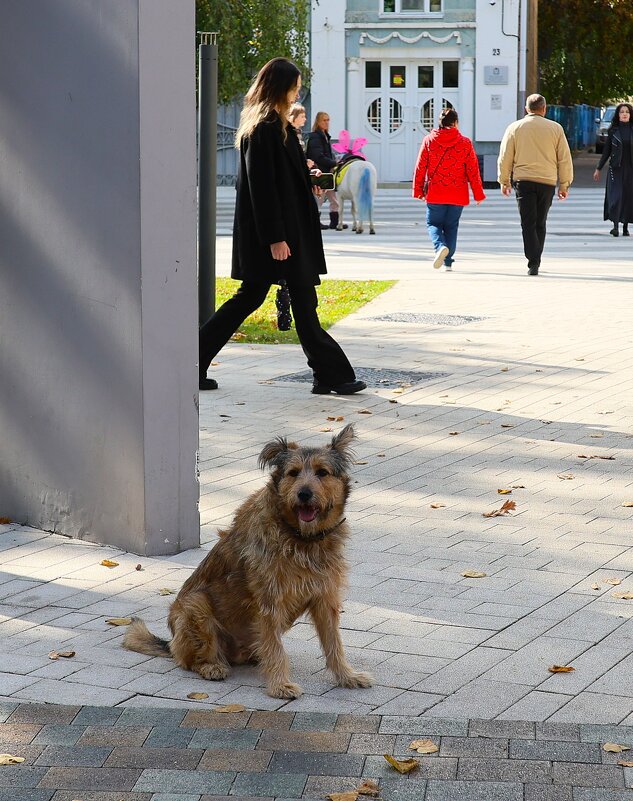 Так вот ты какой...Шариков... - Evgeny Mameev