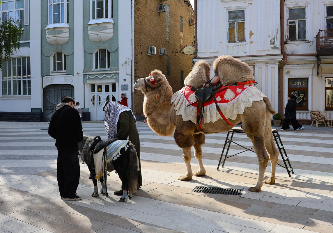 А до Медины далеко? - Evgeny Mameev