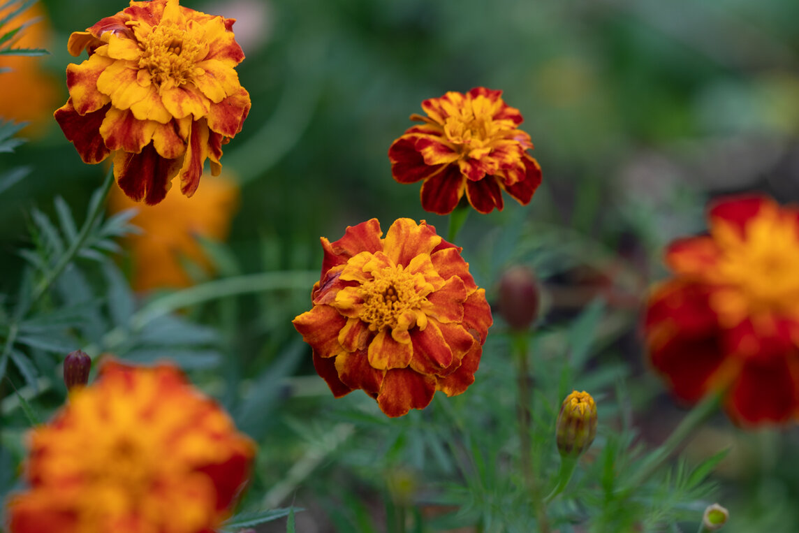 Краски золотой осени. Бархатцы - villy 