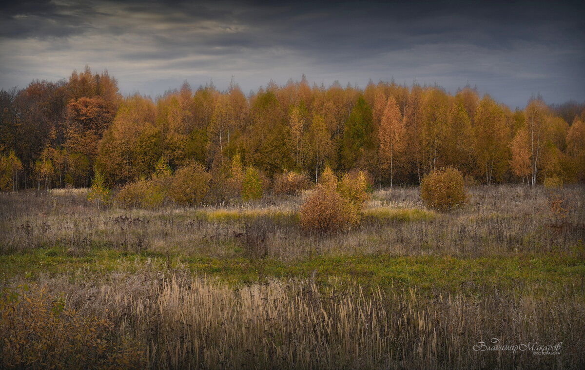 "Октябрьские берёзки"© - Владимир Макаров
