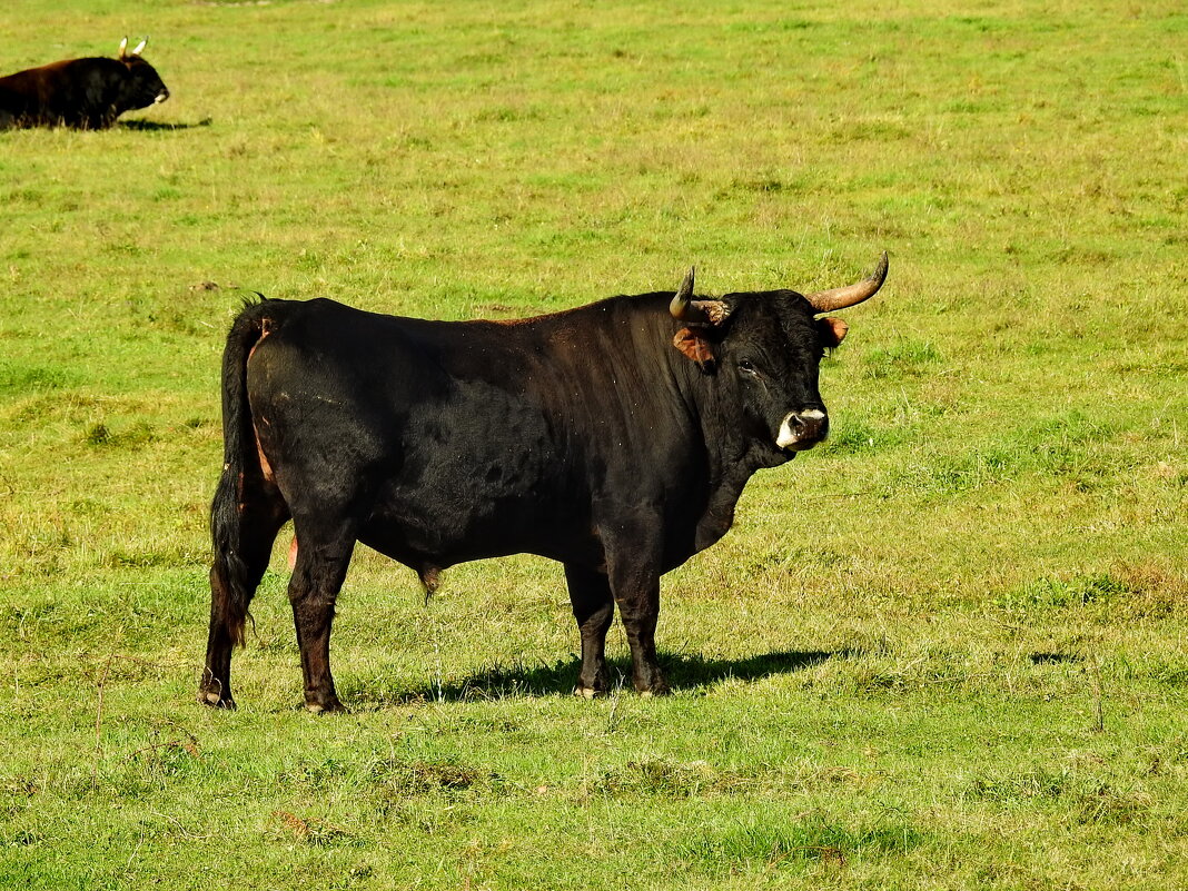 дикий мир осенью - ИННА ПОРОХОВА