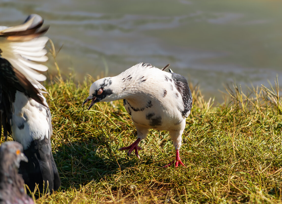 Голубь драчун - Игорь Протасов