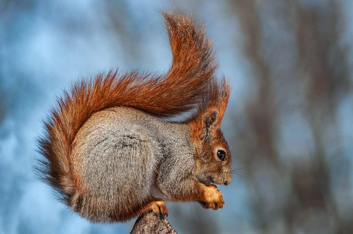 Белка. - Nik Lovec