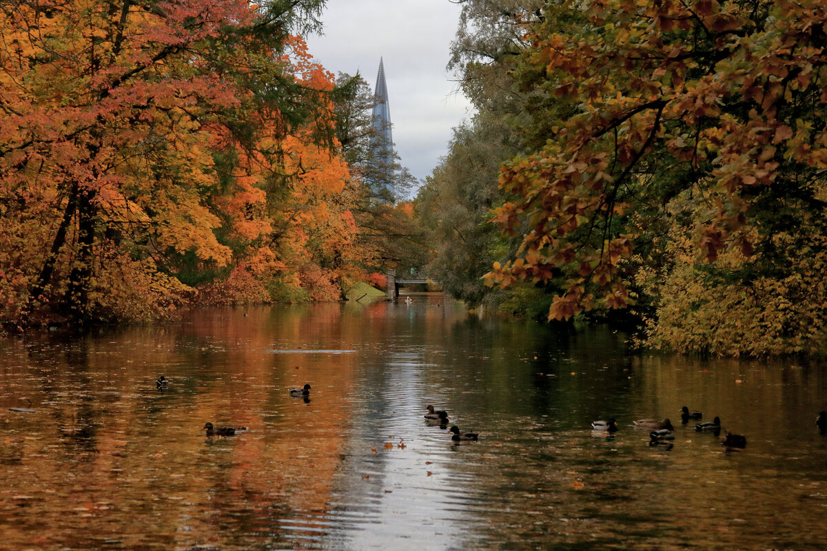 Осень на Елагином. - Владимир 