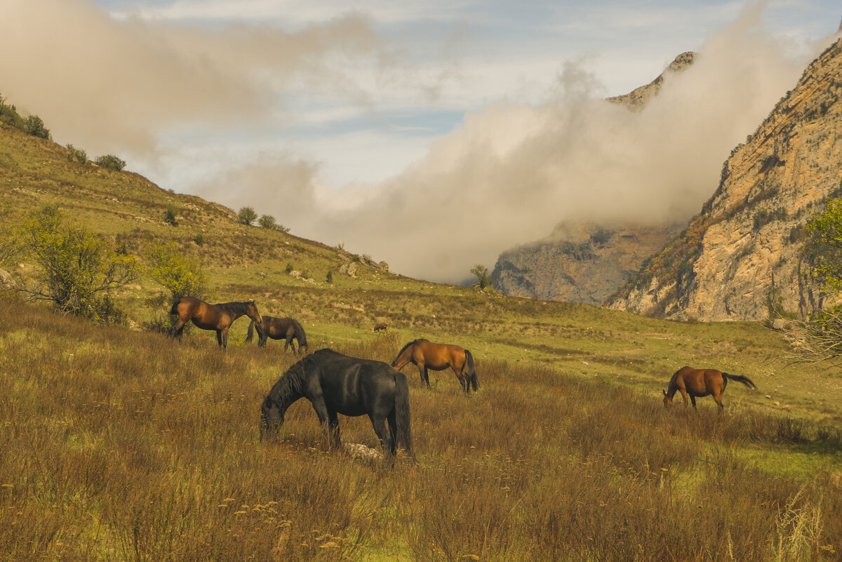 Пастораль - Сергей Бабанов