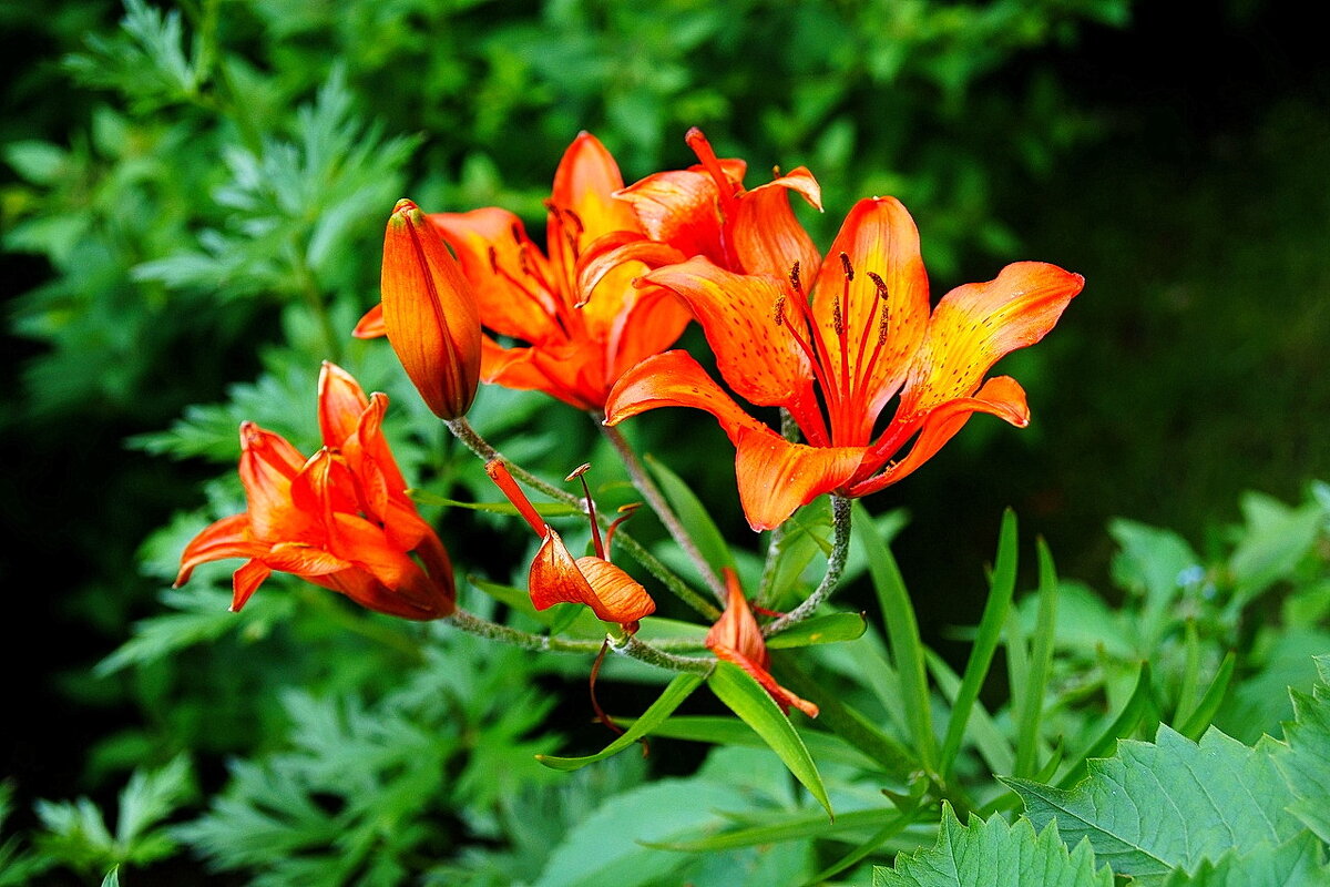 Городские цветы... Летнее настроение...)) 3 - Игорь Тельцов