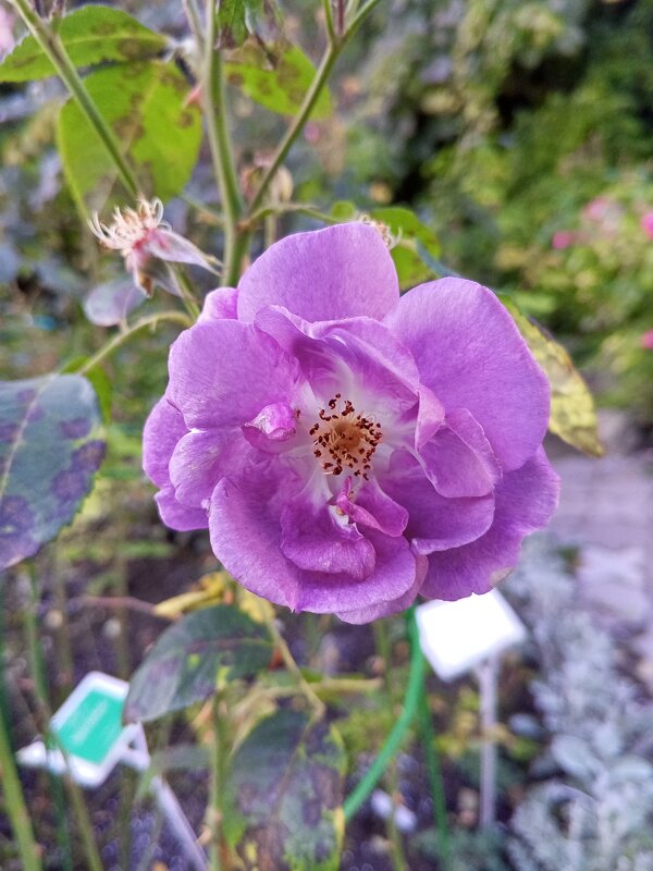 Розы - Сапсан 