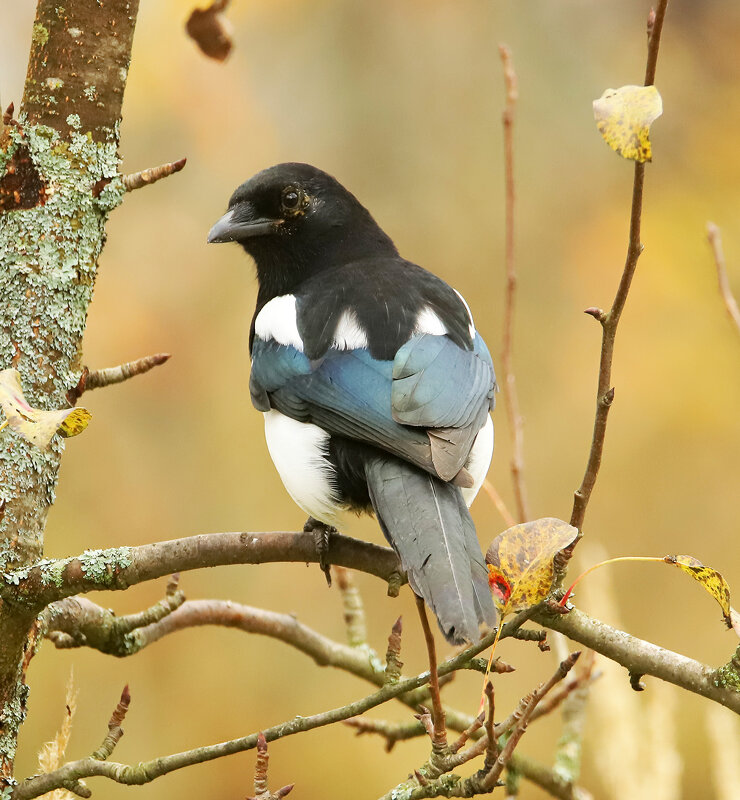 Сорока - Светлана 