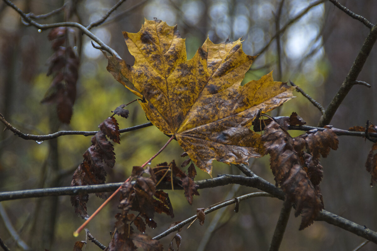 Визитная карточка октября. - Сергей Фомичев