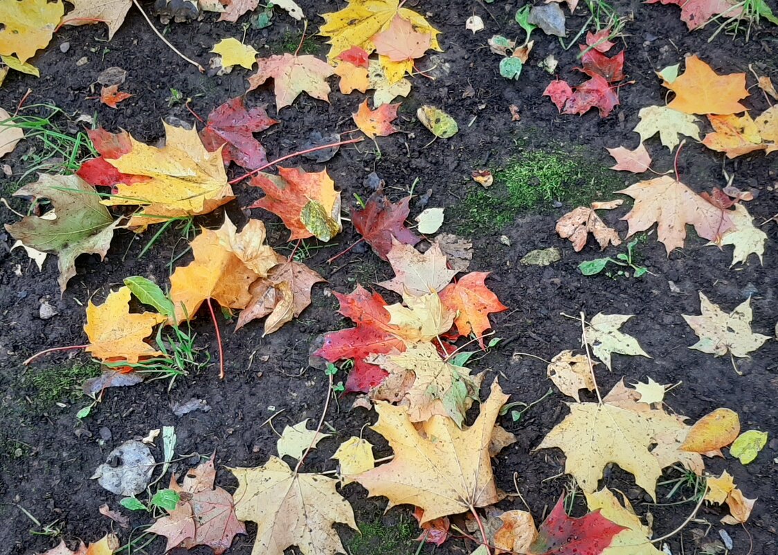 Осенние листья - Наталья Герасимова Осенние листья - Наталья Герасимова
