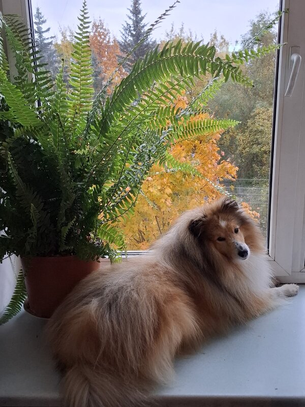 Очей очарование - Валерия Яскович