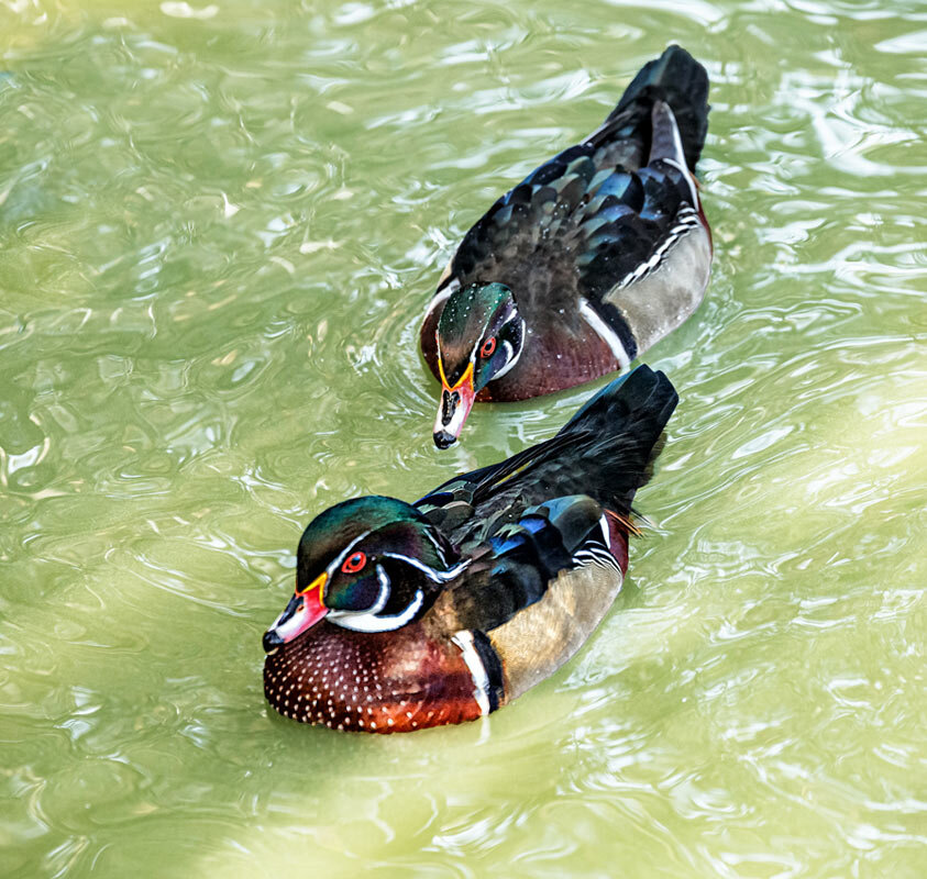 Каролинка - SanSan 