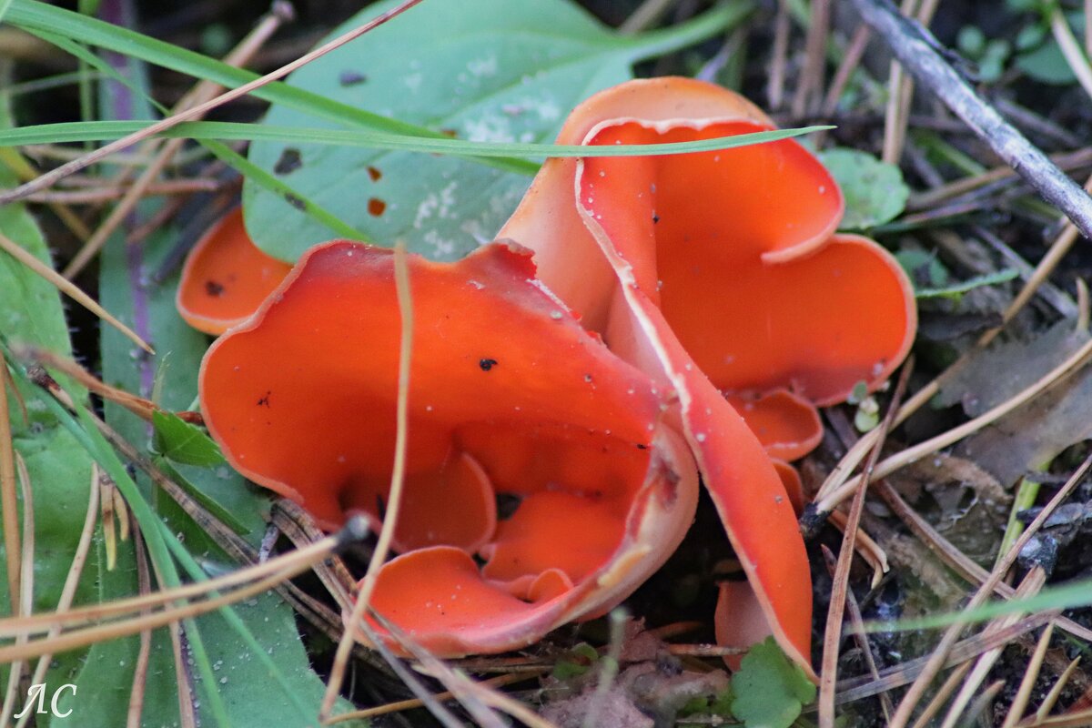 Алеврия оранжевая - Любовь Сахарова