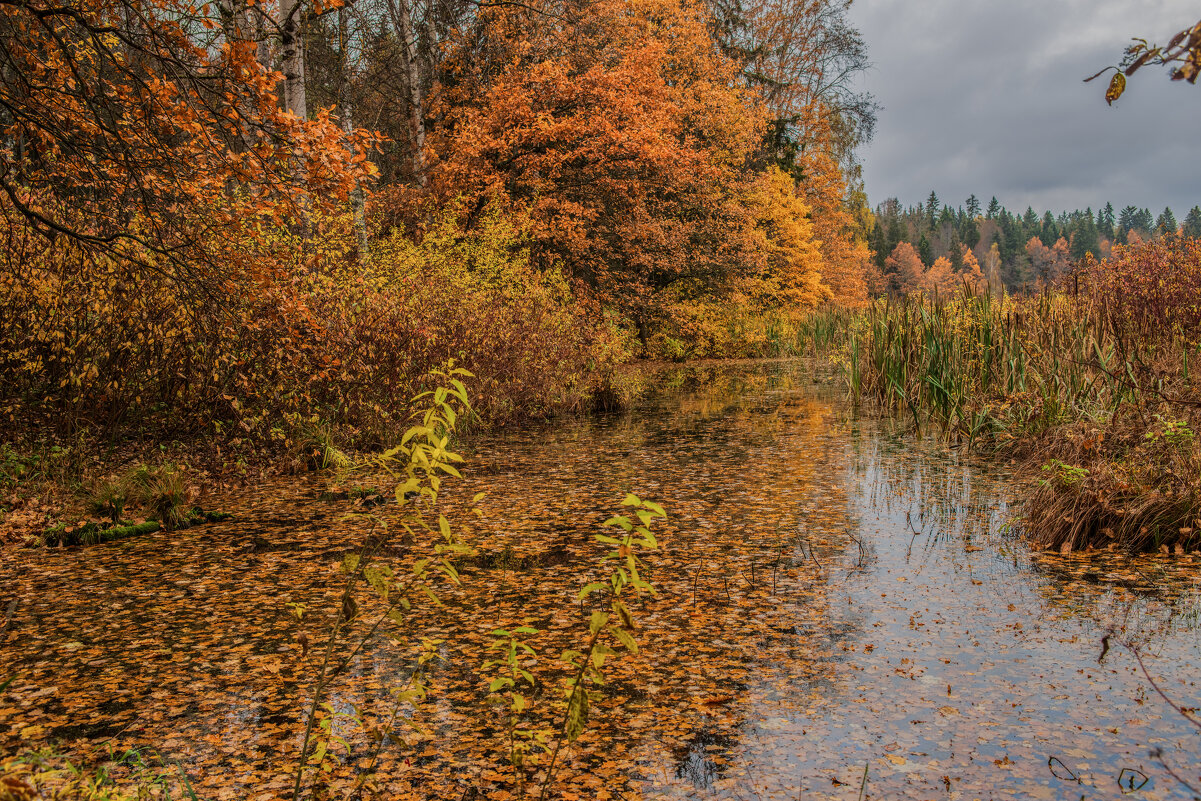.... - Николай 