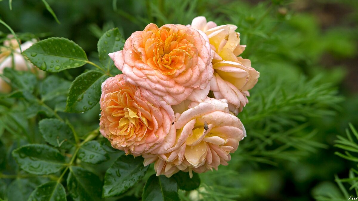 3970 - Alex . 3970 - Alex .