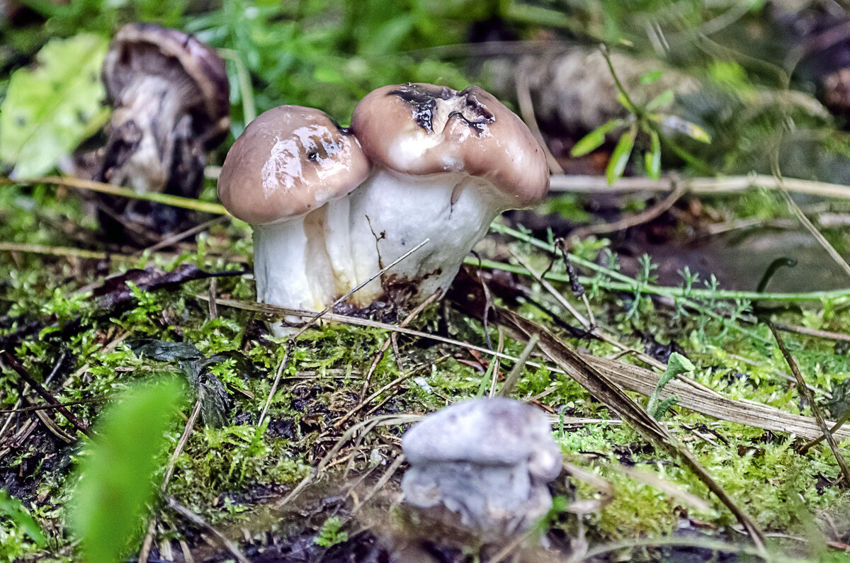 Лесные жители 1 - Андрей Щетинин