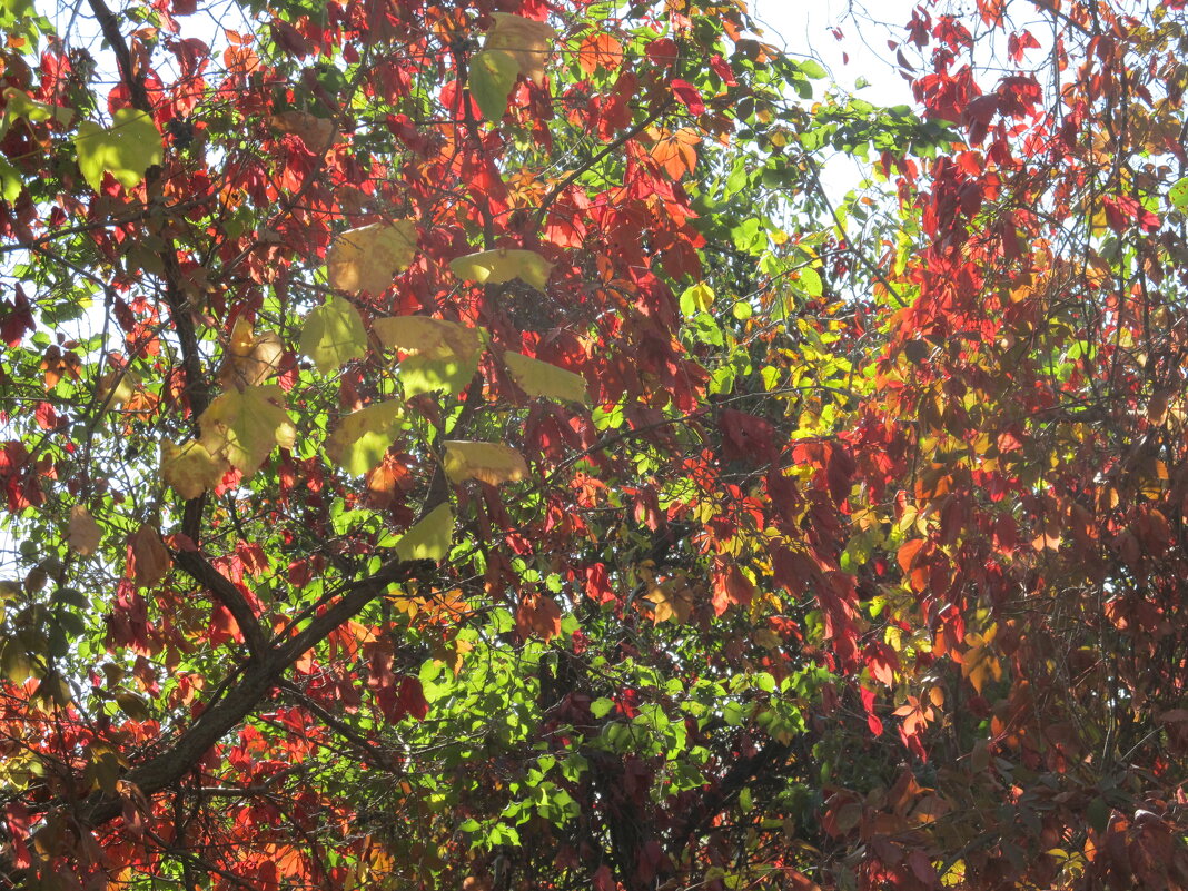 калейдоскоп - Елена Шаламова