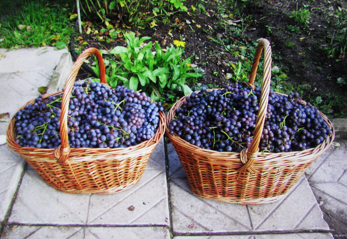 Вот и собран урожай винограда - Людмила Смородинская Вот и собран урожай винограда - Людмила Смородинская