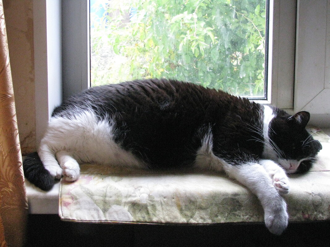 Когда на улице дождь - Людмила Смородинская