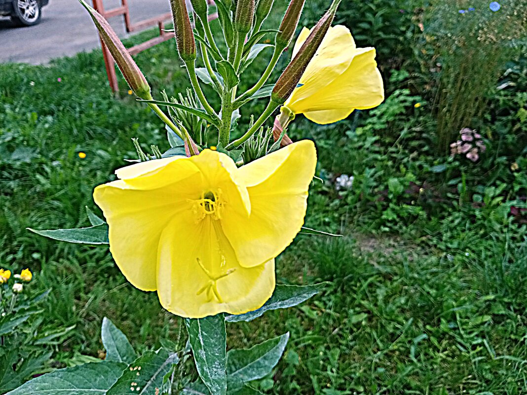 Цветы. - Владимир Драгунский