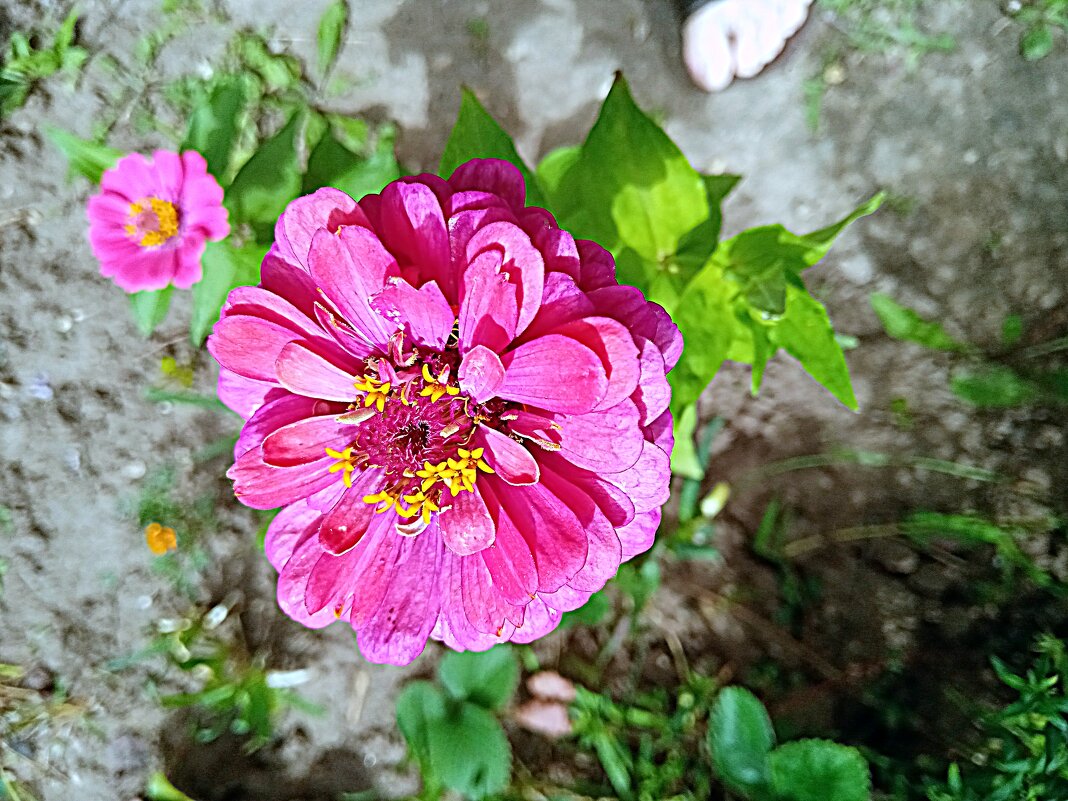 Цветы. - Владимир Драгунский