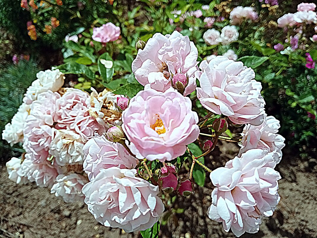 Цветы. - Владимир Драгунский