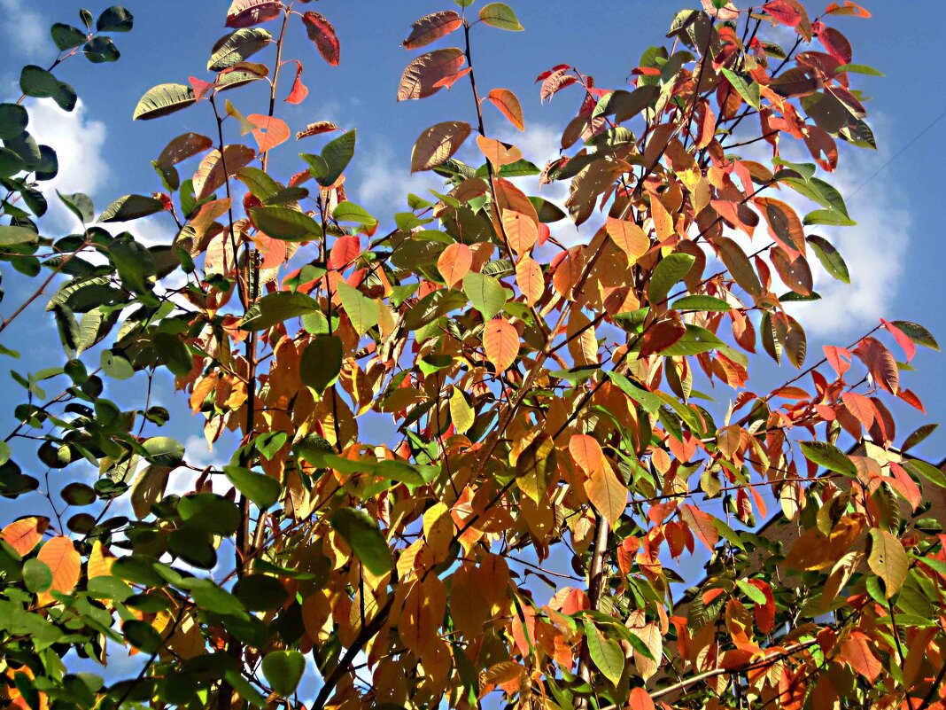 Осеннее - Елена Семигина