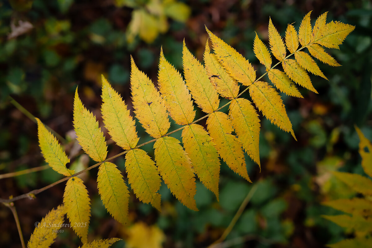 Листья рябины осенью - Александр Синдерёв
