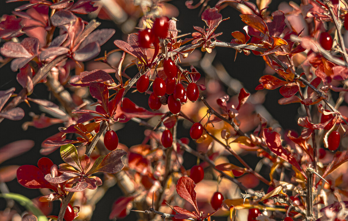 В рубиновых тонах. - Петр Беляков