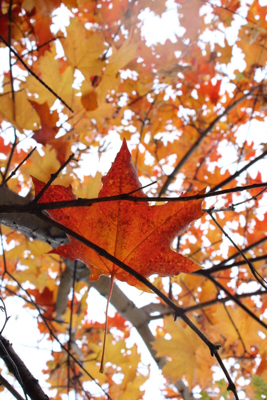 Опавший лист - Мария 