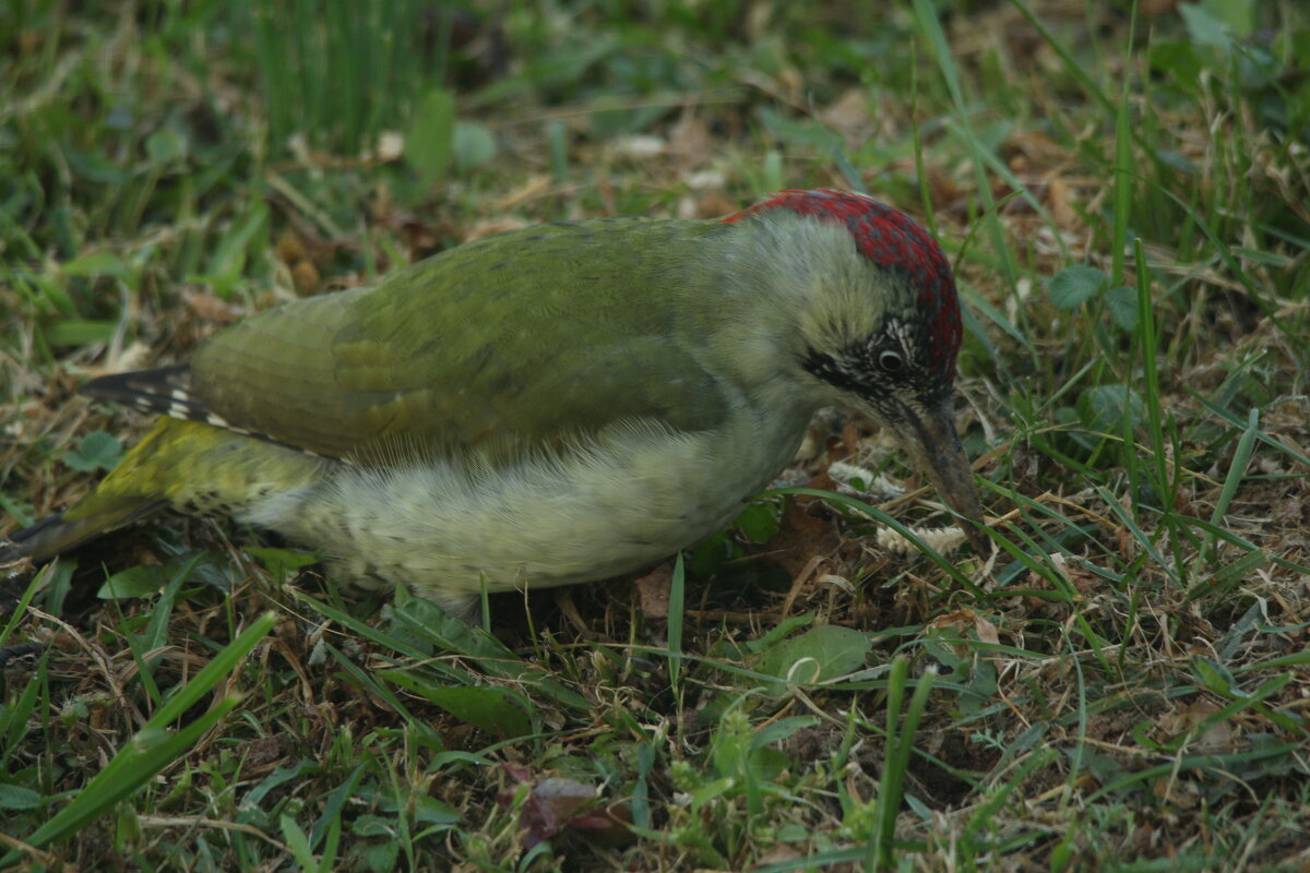 седой дятел - Сергей Лычагин