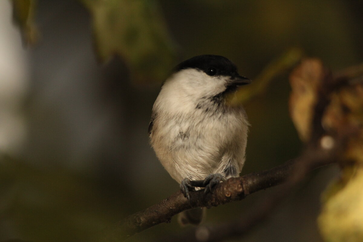 гаичка - Сергей Лычагин