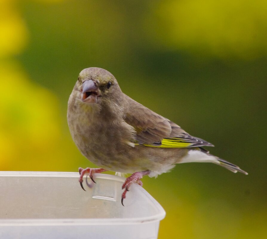 "Что тебе надо ?.. - Юрий Куликов "Что тебе надо ?.. - Юрий Куликов