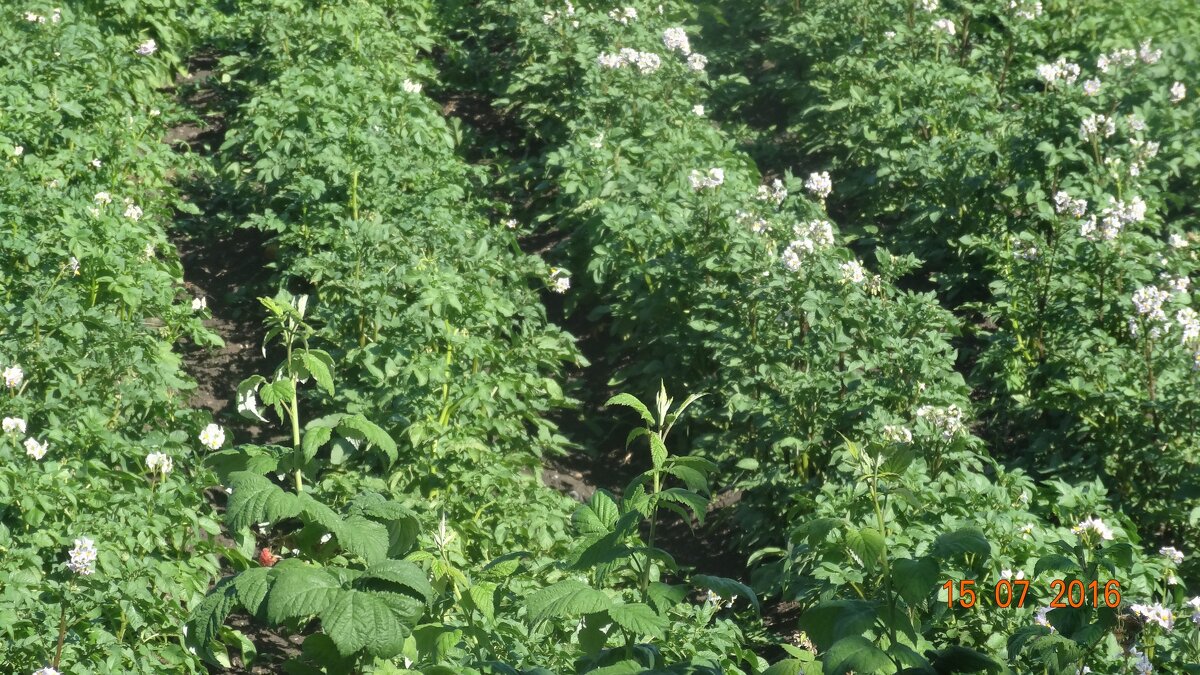 КАРТОШКА ЦВЕТЕТ - СЕРГЕЙ ФИЛОЧКИН