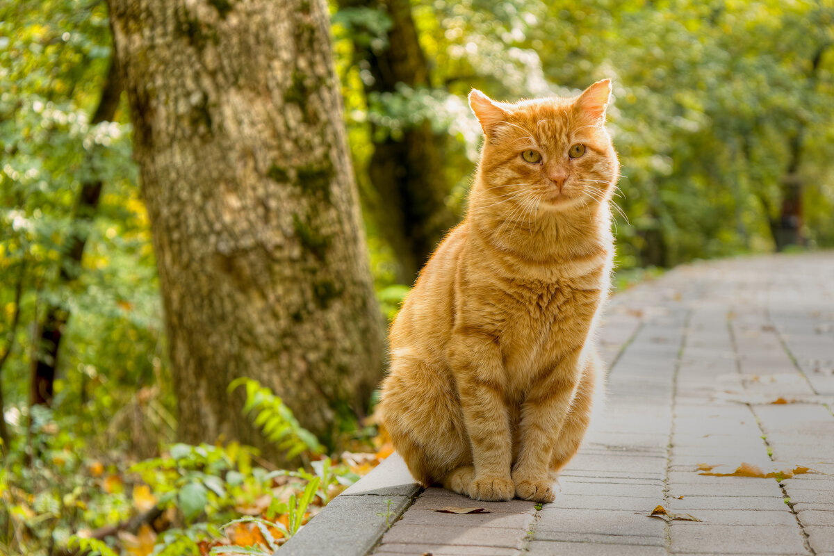 Житель курортного парка - Игорь 