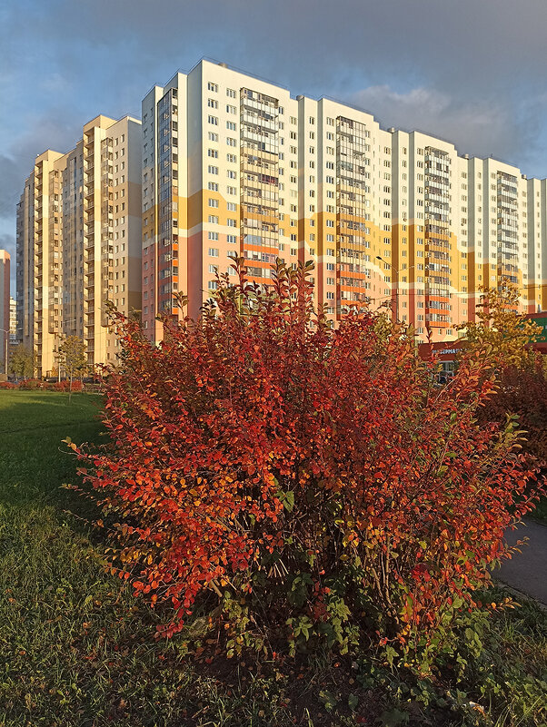 Осень в нашем ЖК. - Лилия *